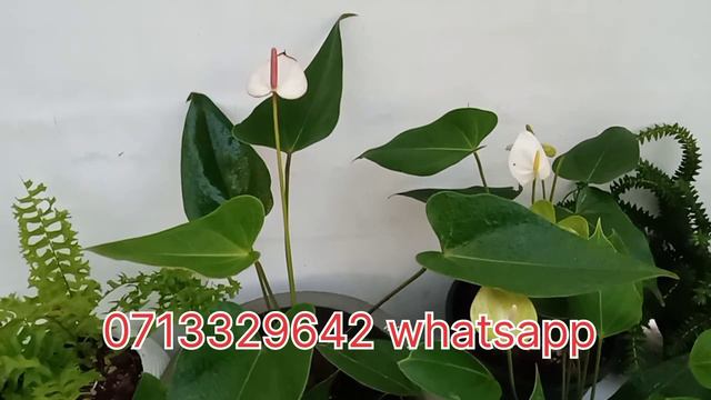 White Anthurium Collection ❤️@NaturePlantnurserySrilanka смотреть онлайн