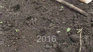 Чеснок. Высадка под зиму в сентябре одновременно с высевом сидератов. Ч.1