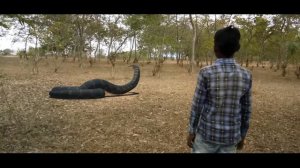 Anaconda Snake 2 in Real Life | Anaconda full Movie | Anaconda Attack