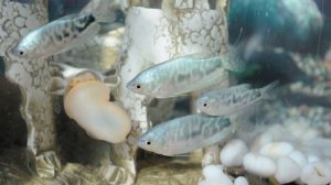 Мраморные гурами