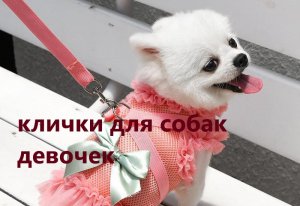 Как назвать щенка_ Имена для собак-девочек