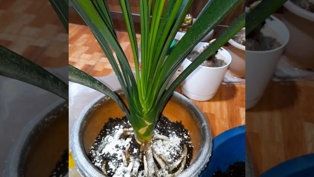 Кливия/пересадка/маленький секретик ? смотреть онлайн