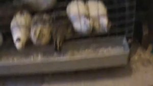 перепелки в квартире