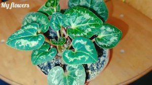 Цикламен после "Спячки".Краткая информация.