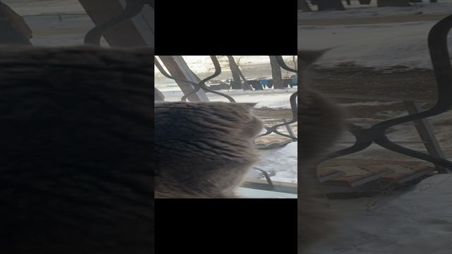 Пуша и окно / Pusha and window
