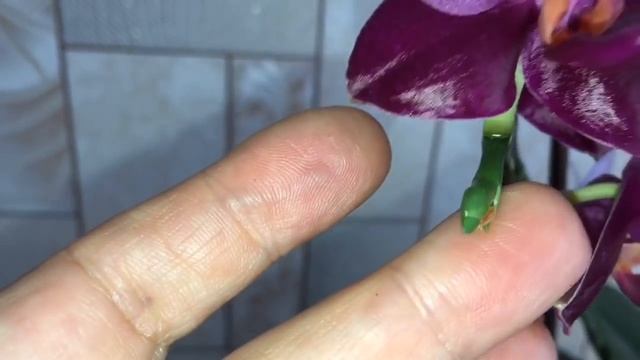 134)?Орхидеи/ Подросток Sogo Relax не тянет 3 цветоноса.... смотреть онлайн