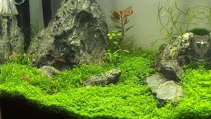Нано Dennerle 35 L