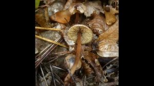 Inocybe petiginosa