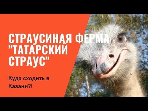 Куда сходить в Казани. Страусиная ферма "Татарский страус" смотреть онлайн