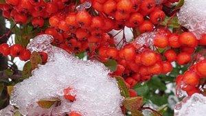 Пироканта зимой. Шум улицы. Голоса птиц/Pyrocanthus in winter. Street noise. Voices of birds.