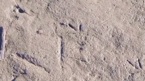 Поход за папоротником