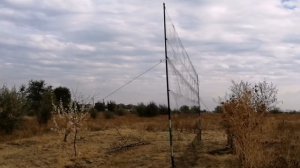 ловля птиц