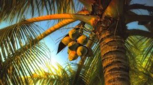 Асмолов отрывок из книги Острова сампагита