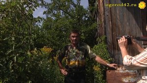 Посадка сливы около строения
