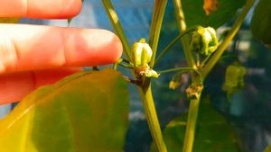 Перец Скорпион Тринидада Scorpion Trinidad