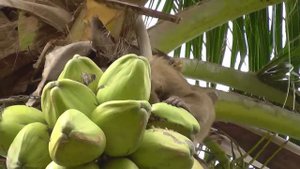 Обезьянки собирают кокосы.