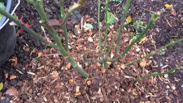 Когда и как укрывать розы смотреть онлайн