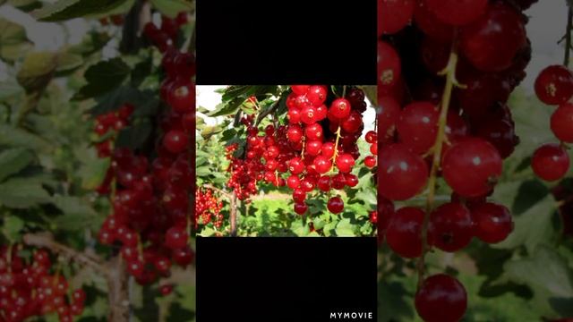 Простое средство для смородины и крыжовника от парши без затрат! смотреть онлайн