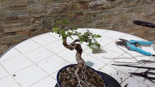 Бонсай из Дзельква (Zelkova). Формирование и уход за бонсай из Дзельква. Zelkova bonsai