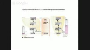 Кружок по биохимии. Младшая группа. Занятие 9. Функции углеводов. Часть 2.