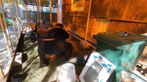 МУСКУСНАЯ УТКА В 2 МЕСЯЦА//СТОИТ ЛИ? РЕШАТЬ ТЕБЕ!!!! мускусные утки