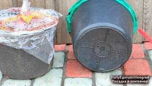 ? Как получить УРОЖАЙ ВИНОГРАДА на год раньше. Как посадить и вырастить саженец в ведре.