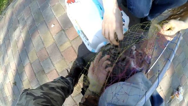 Как поймать дикую кошку? смотреть онлайн