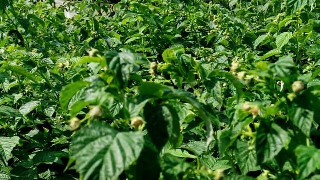 МАЛИНА ФАЛЛГОЛД. САЖЕНЦЫ НА ВЕСНУ.#ягодный_бизнес смотреть онлайн