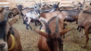 Молочные козы Франции