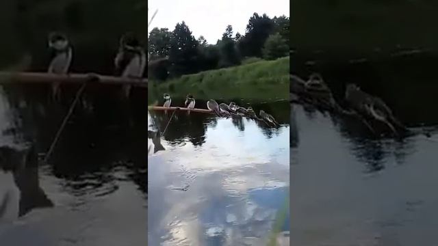 Ласточки мешают ловить рыбу. Одна из них на леске, как на качелях. смотреть онлайн