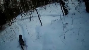 Натаска и тренировка русского охотничьего спаниеля/Первый раз на дальнее расстояние