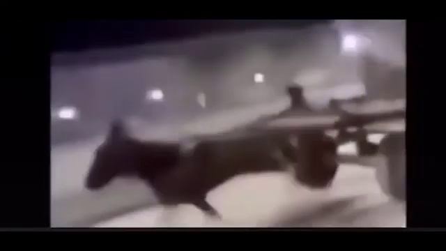 лошадь бежит под фонк смотреть онлайн