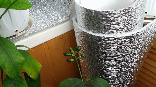 Лимоны на балконе чувствуют весну смотреть онлайн