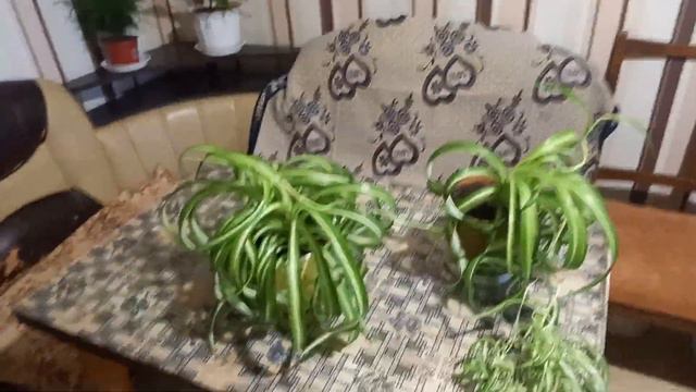 Хлорофітум кучерявий Бонні Chlorophytum curly Bonnie