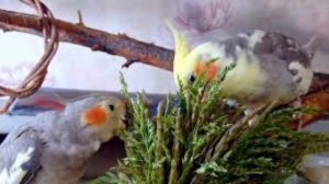 Какой зеленью можно и нельзя кормить попугая? Корм для попугаев / Часть 2