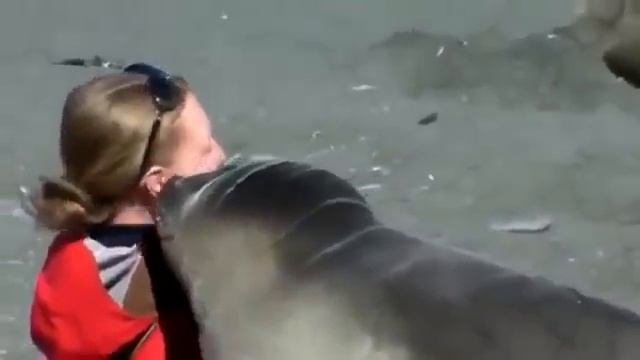 Девушка и нерпа морской тюлень) Очень милое видео mp4 смотреть онлайн
