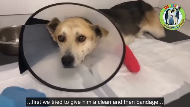 Stuck In A Fox Trap, The Owner Left Leaving Him Fend For Himself With An Injured Paw... смотреть онлайн