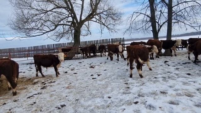 ГЕРЕФОРДСКИЕ БЫЧКИ едут в Саратовскую область. Продаем пять племенных Бычков. Март 23 года. смотреть онлайн