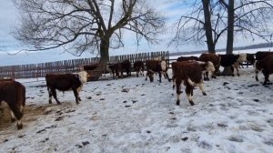 ГЕРЕФОРДСКИЕ БЫЧКИ едут в Саратовскую область. Продаем пять племенных Бычков. Март 23 года.