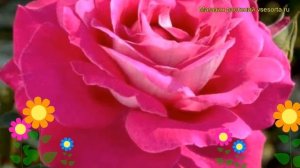 Роза чайно-гибридная Барон Едмонд де Ротшильд. Краткий обзор, описание Barone Edmond de Rothschild