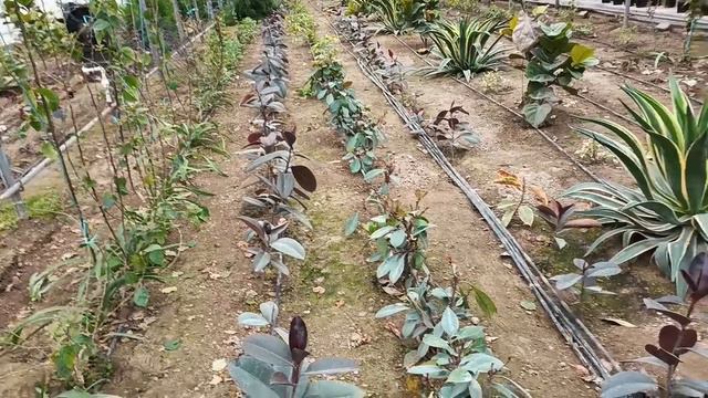 Кора шахзода гулини март ойида купайтирса буладими смотреть онлайн