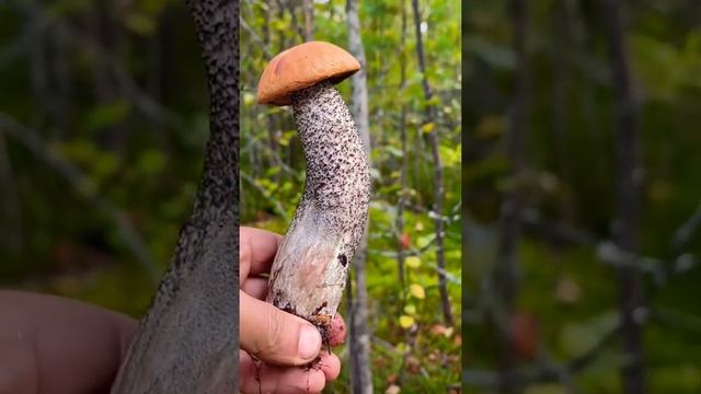 ГРИБНИК ПОТЕРЯЛ ДАР РЕЧИ УВИДЕВ ЭТО! СКАЗОЧНЫЙ ЛЕС УСЕЯН ГРИБАМИ! КАРЕЛИЯ! ГРИБЫ ПОДОСИНОВИКИ