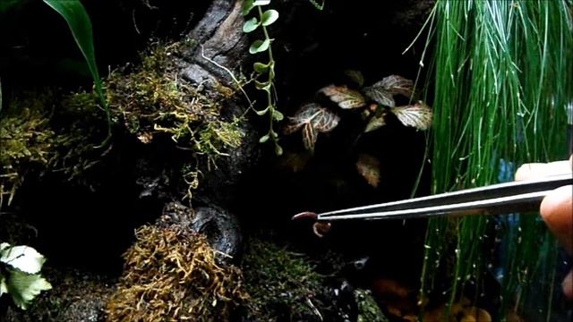 Eisenia Andreii AgriculturaEco.com смотреть онлайн