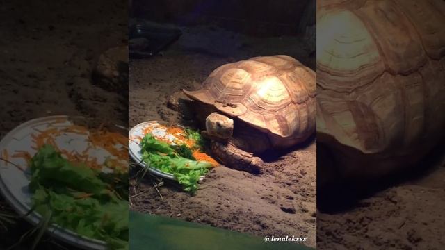 Екатеринбургский зоопарк. Август 2020. смотреть онлайн