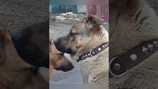 Ищем семью для Красавчика.