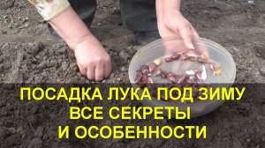 ПОСАДКА ЛУКА ПОД ЗИМУ СЕКРЕТЫ И ПРЕИМУЩЕСТВА / Когда сажать лук под зиму и чем подкормить?