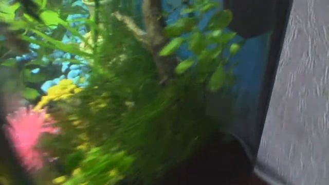 Аквариум 45л с корягой смотреть онлайн