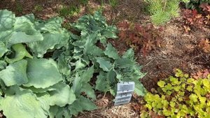 SHADOWLAND® 'Diamond Lake' Hosta | Garden Crossings