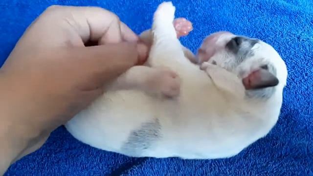 Прибылые пальцы у щенка АЛАБАЯ. Суточный щенок - милейшее видео!