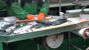 переработка рыбы на рыбоперерабатывающем судне